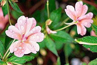 本周FAMI通新作评分出炉 《猎天使魔女3》37分 